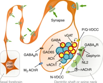 Fig. 7 Illustration of cholinergic terminals and their synaptic architecture.