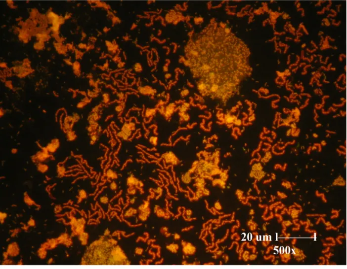 Figure 1   Fluorescence microscopic image of mixed culture isolated from oil well.