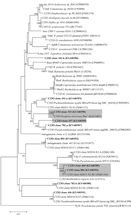 Figure 5. Neighbor-joining tree showing the phylogenetic placement of subfamily I.2.C-type C23O gene clones retrieved from the initial sediment DNA, heavy and light DNA fractions of day 3 13 C-toluene SIP gradient