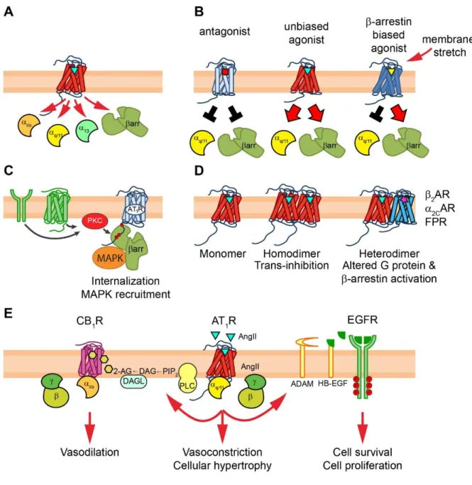 Figure 3. Pleiotropic functions of AT 1 R signaling 