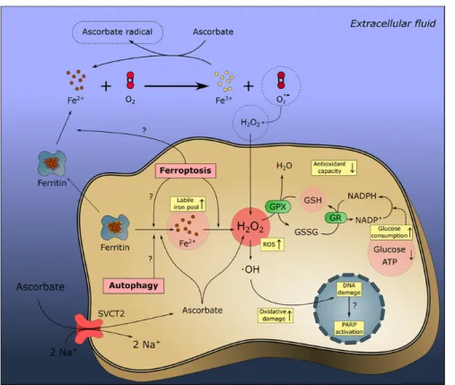 FIG. 5. The generation of ROS by high dose ascorbate (Asc) and their potential role in cell  death mechanisms. 