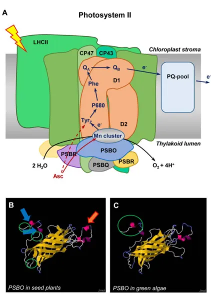 FIG. 6. Schematic presentation of photosystem II (PSII) and the effect of ascorbate (Asc)  on electron transport.  