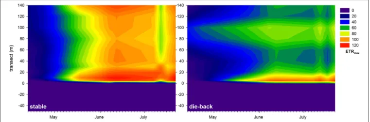 FIGURE 7 | Seasonal changes in the maximal electron transport rate (ETR max , relative units) of a 140 m transect in the stable and die-back stands of Phragmites in the eastern part of Lake Balaton