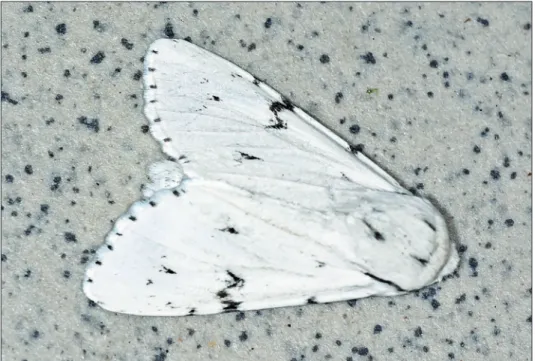 14. ábra: Acronicta leporina (Linnaeus, 1758)  (fotó: Ötvös Károly)