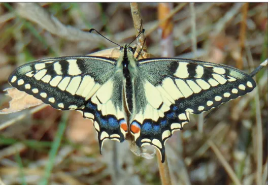16. ábra: Papilio machaon Linnaeus, 1758  (fotó: Uherkovich Ákos)