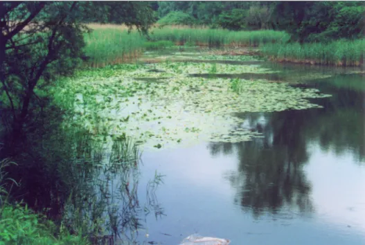 10. ábra: A Mura levágott holtága Murarátkánál, magas vízállásnál Fig. 10: Oxbow lake of Mura river with high water level at Murarátka