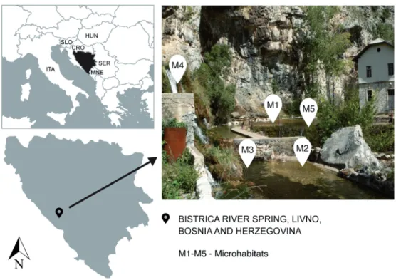 Figure  1.  Geo- Geo-graphical position  of the Bistrica River  Spring, located in  Livno, Bosnia and  Herzegovina, with  sampled  microhabi-tats