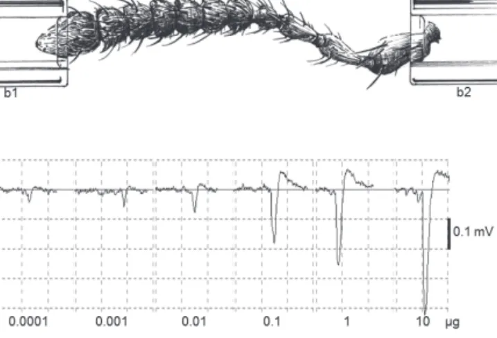 2. ábra. Elektroantennográfia (EAG). A: Elektródok közé illesztett,  szaglószőrökkel borított élő csáp (a)