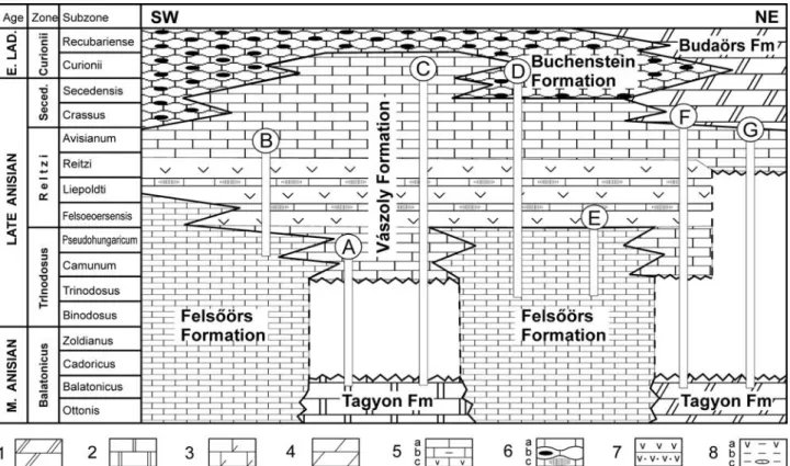 Figure 2. Chrono- and lithostratigraphic scheme of the Middle Triassic of the Balaton Highland, showing the facies relationships of the major formations, with the indication of the stratigraphic intervals recorded in the measured sections