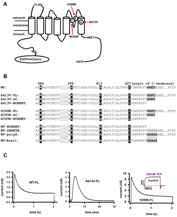 Figure 1.  Point- and C-terminal deletion mutants of Kv1.3 channels. (A) Schematic illustration of wild type  (WT) Kv1.3 pore-forming alpha subunit with N-terminal EGFP/mCherry, FLAG epitope, point mutations  (H399K, A413V, W384F), the HRET sequence and th