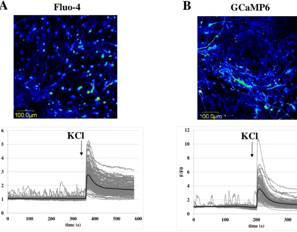 Figure  4.  Demonstration  of  spontaneous  calcium  transients  in  parental  and  GCaMP6- GCaMP6-expressing neurons