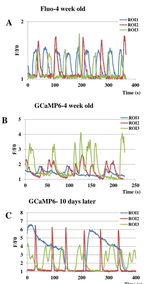 Figure  5.  Tetrodotoxin,  an  inhibitor  of  voltage-gated  sodium-channels  inhibits  spontaneous  activity  both  in  parental  (A,  n=13)  and  GCaMP6-expressing  neurons  (B, 