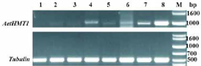 Figure 3. Semi-quantitative RT-PCR analysis of AetHMT1 gene expression in new leaves, old leaves, stems and  roots after treated by selenium for 72 hours