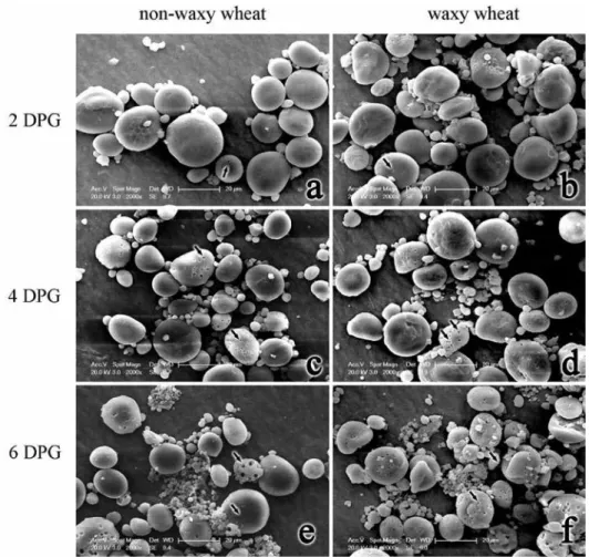 Figure 2. SEM images of endosperm amyloplast of waxy wheat (b, d, f) and non-waxy wheat (a, c, e) at dif- dif-ferent days past germination (DPG)
