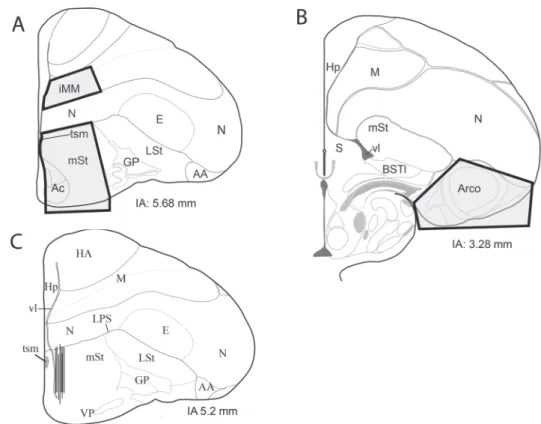 Fig. 1. Approximate borders (bold frames) of regions dissected from the brains of domestic chicks (A, B)  and the location of the active part of the microdialysis probes (C) as represented according to the  stereo-taxic  atlas  of  Puelles  [32]