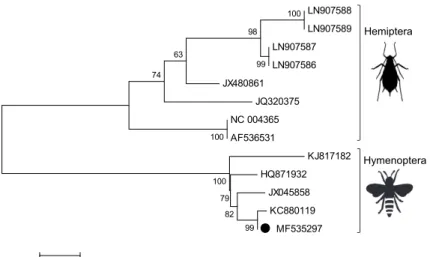 Fig. 3. Phylogenetic analysis of aphid lethal paralysis virus strains detected in bat guano samples in  Hungary, 2012–2013