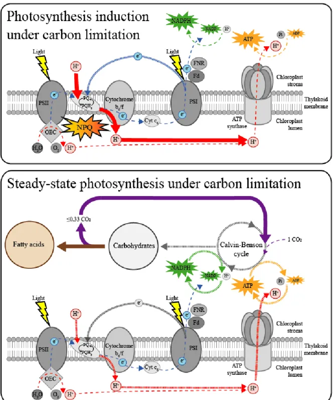 Figure 8 Proposed model of changes in the photosynthetic electron transport processes under  carbon limitation in Nannochloropsis oculata