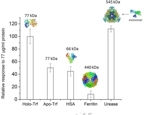 Fig. 6. Relative responses of MIP (EP from monomer-protein mixture containing 10 µM Trf,  50  cycles)  to the  template holo-Trf (PDB  code:  3V83)  and to other  analytes:  Apo-Trf,  HSA  (PDB code: 1E78), ferritin (PDB code: 3F32) and urease at 77 µg/mL 