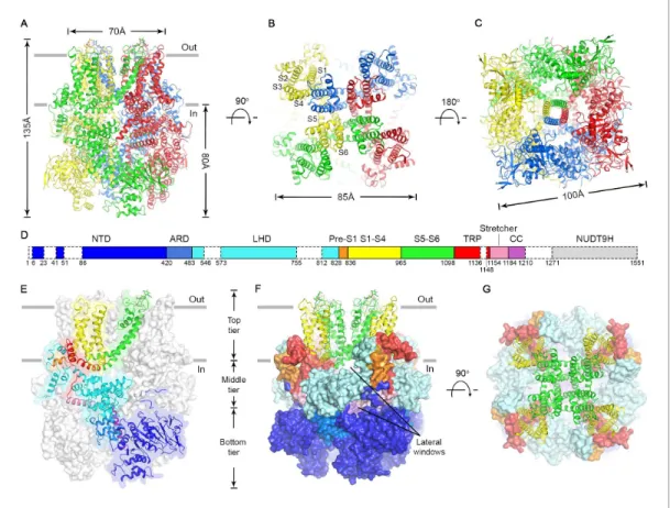 Figure supplement 1. Cryo-EM structure determination and evaluation.