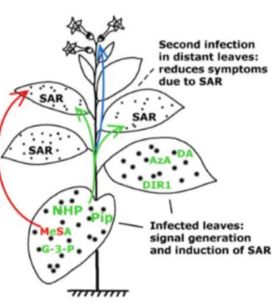 Figure 1. Development of systemic acquired resistance (SAR). Putative SAR signal molecules: