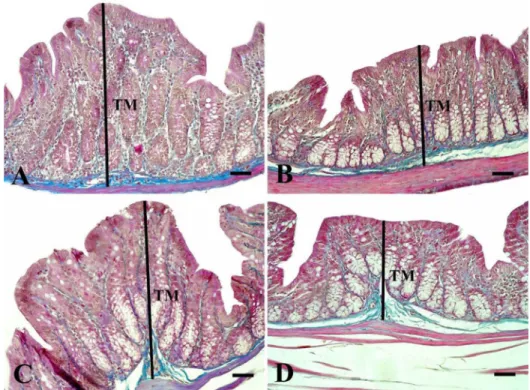 Fig. 3. Microscopic imaging of tunica mucosa thicknesses in the colon. It is seen that the tunica mucosa thickness (black lines) decreased in groups given probiotic (p &lt; 0.001); Group P (B) and Group PE (D)
