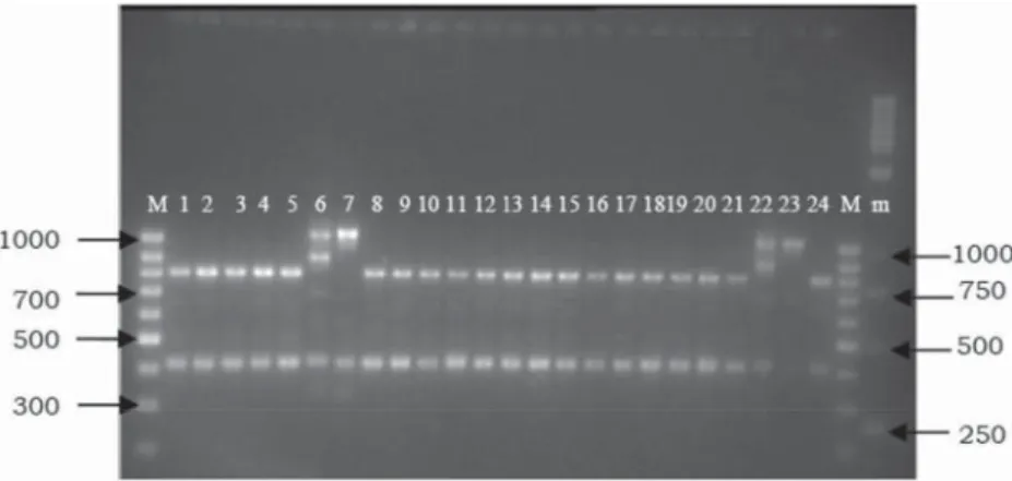 Fig. 5. RAPD fi  ngerprints of C cheese isolates. Enterococci from C2 (t=8). 1–21: EC colonies from CATC agar; 