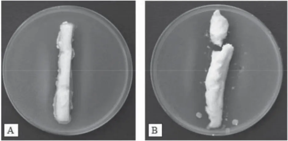 Fig. 6. Antistaphylococcal activity of C cheese pieces. C2 cheese exerting antistaphylococcal activity against  Staphylococcus sp