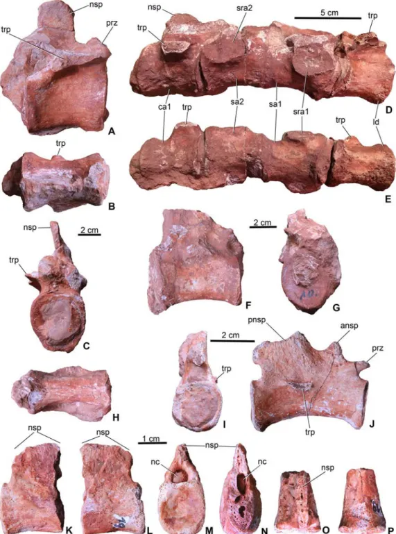 Figure 5 Axial elements of Magyarosuchus fitosi gen. et sp. nov. from the Toarcian of the Gerecse Mountains, Hungary