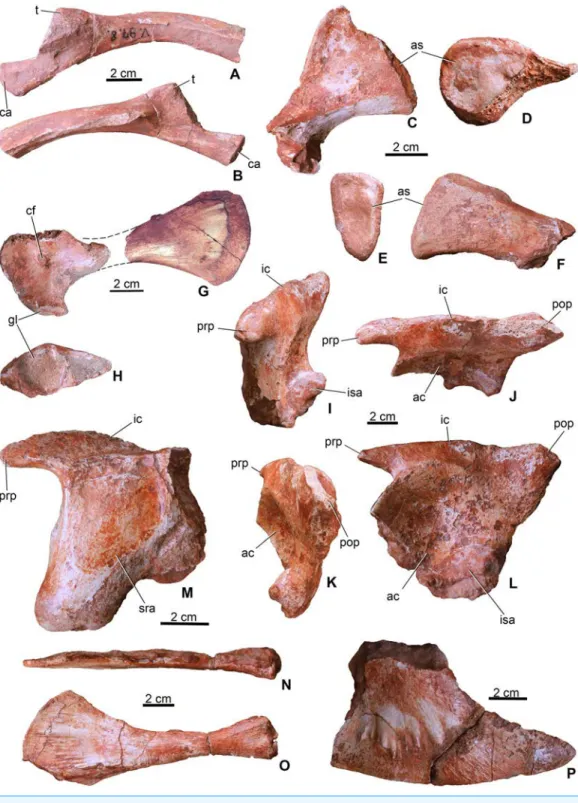 Figure 6 Appendicular elements of Magyarosuchus fitosi gen. et sp. nov. from the Toarcian of the Gerecse Mountains, Hungary
