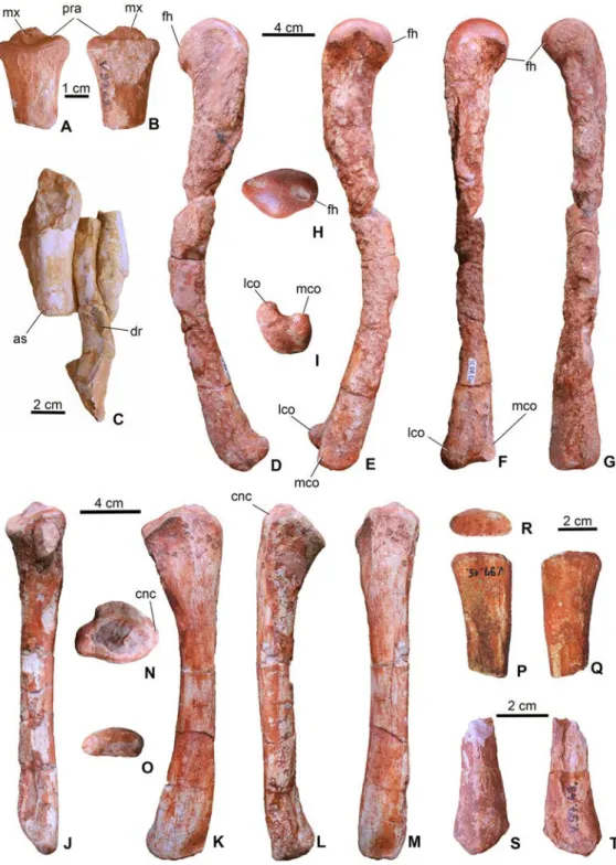 Figure 7 Limb elements of Magyarosuchus fitosi gen. et sp. nov. from the Toarcian of the Gerecse Mountains, Hungary