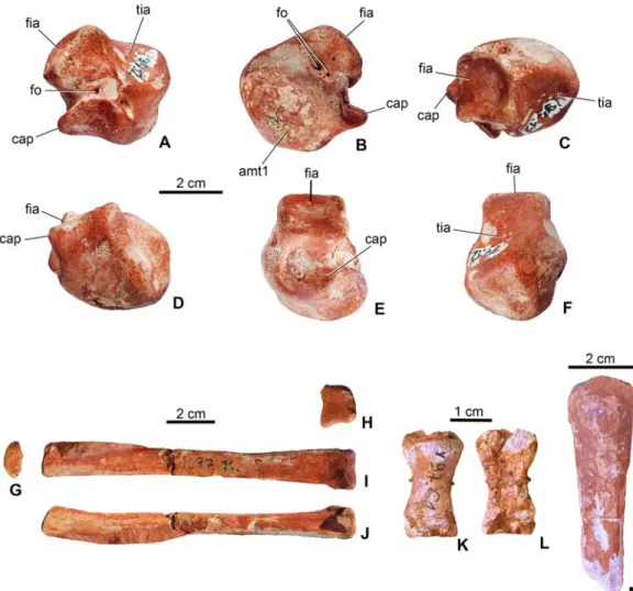 Figure 8 Limb elements of Magyarosuchus fitosi gen. et sp. nov. from the Toarcian of the Gerecse Mountains, Hungary