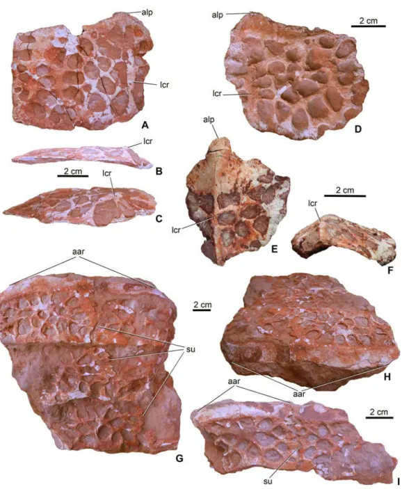 Figure 9 Osteoderms of Magyarosuchus fitosi gen. et sp. nov. from the Toarcian of the Gerecse Mountains, Hungary