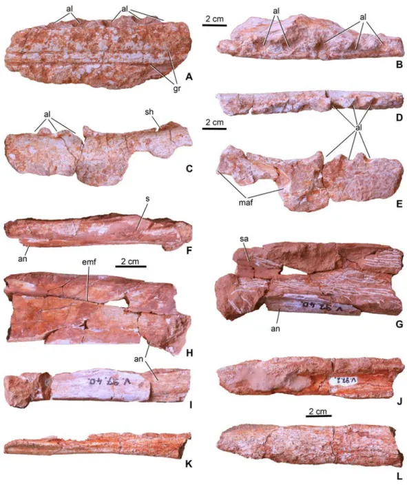 Figure 3 Mandibular elements of Magyarosuchus fitosi gen. et sp. nov. from the Toarcian of the Gerecse Mountains, Hungary