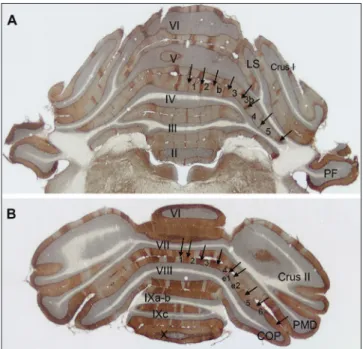 Fig. 1. Coronal plane low magnification images of double immunostained  (zebrin II + c‑fos) anterior  (A) and posterior  lobes (B) of the cerebellum