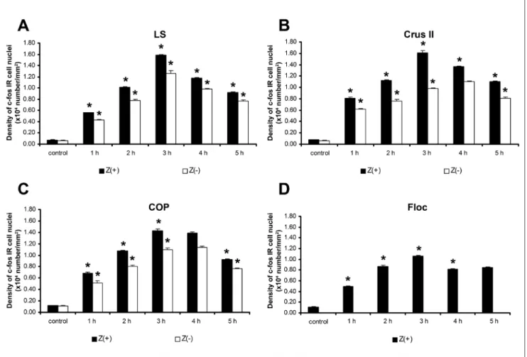 Fig. 5. Changes in the density of c‑fos IR cell nuclei of the granular layer in the Z(+) and Z(‑) bands of the cerebellar hemisphere