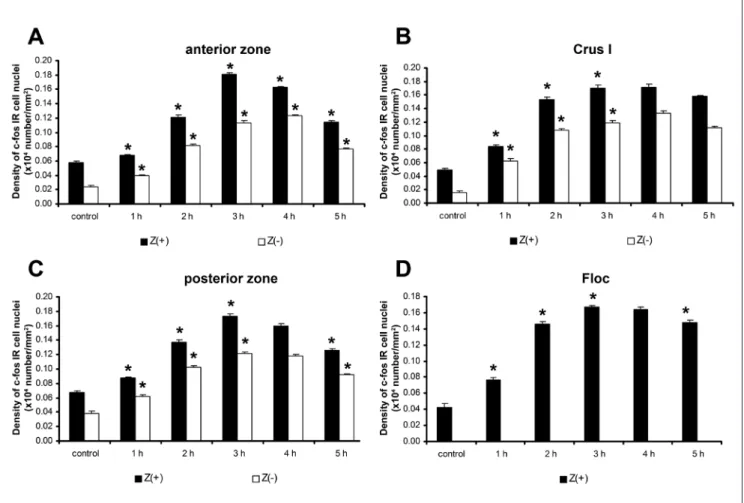 Fig. 6. Changes in the density of c‑fos IR cell nuclei of the molecular layer in the Z(+) and Z(‑) bands of the cerebellar cortex