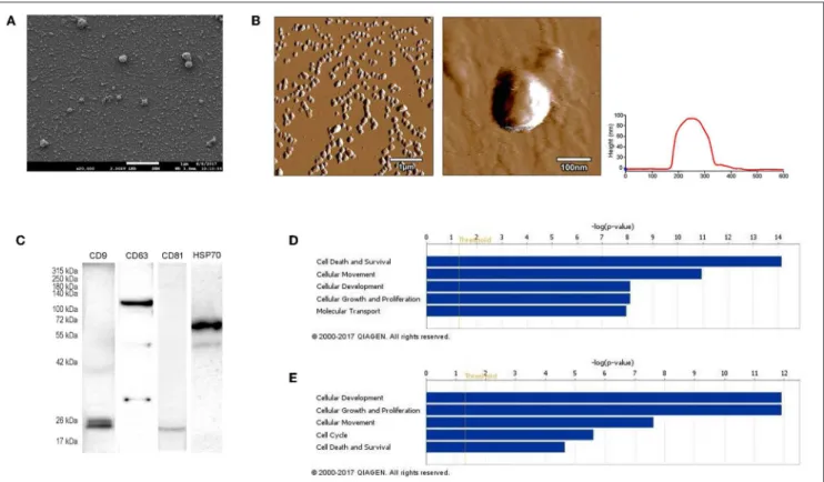 FIGURE 1 | Characterization of B16F1 melanoma cell culture-derived exosomes. (A) Scanning electron micrograph of melanoma exosomes