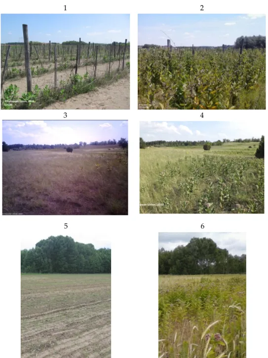 Figure B1. photo pairs of the same LUCAS observation points which shows the dramatic invasion of  Asclepias syriaca: 1–2, Abandoned vineyard in 2012 and in 2015, 3–4, Grassland in 2009 and in 2012, 5–