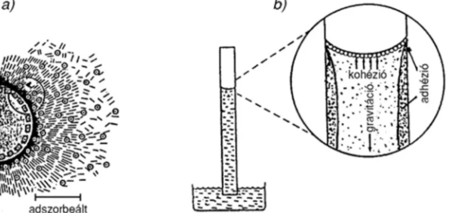 4. ábra. A vízmolekulákra ható erők a szemcsék felületén (a) és a  kapillárisokban (b) 