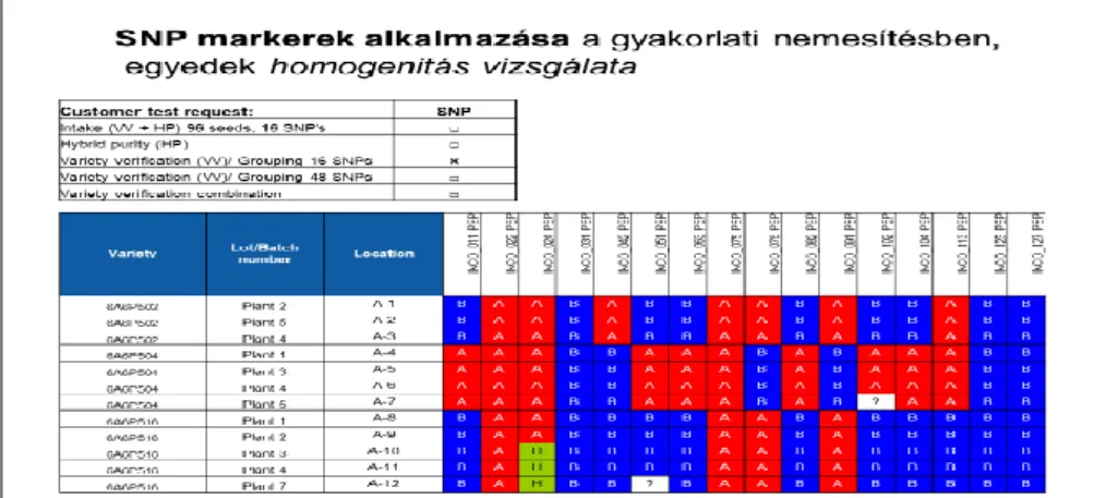 -  Vonalak allél homogenitásának vizsgálata. (4. ábra) 