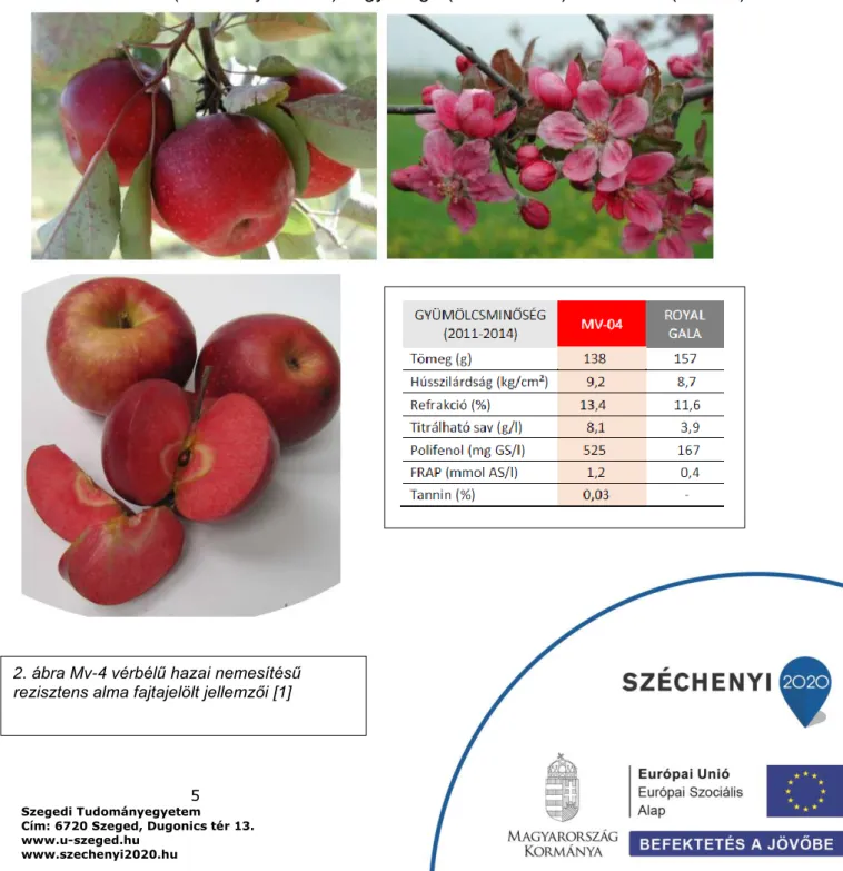 2. ábra Mv-4 vérbélű hazai nemesítésű  rezisztens alma fajtajelölt jellemzői [1] 