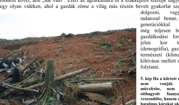 5. kép Ha a kiirtott erdő helyét  nem  vonják  gyorsan  művelésbe,  nem  csak  az  otthagyott  faanyag  megy  veszendőbe, hanem az erózió is  hatalmas károkat okoz 