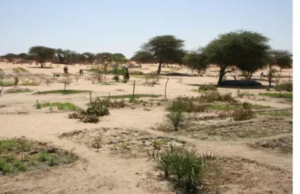 5. kép Miftah-El-Khair-nál szinte négyzetméterenként hódítják  vissza a kertészeti termelésre szolgáló területet a sivatagtól 