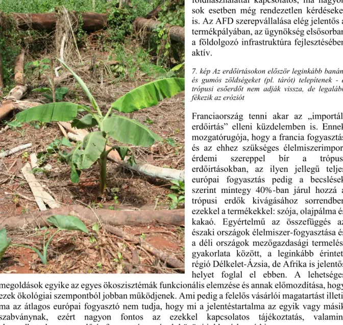 7. kép Az erdőirtásokon először leginkább banánt  és  gumós  zöldségeket  (pl.  tárót)  telepítenek  -  a  trópusi  esőerdőt  nem  adják  vissza,  de  legalább  fékezik az eróziót 