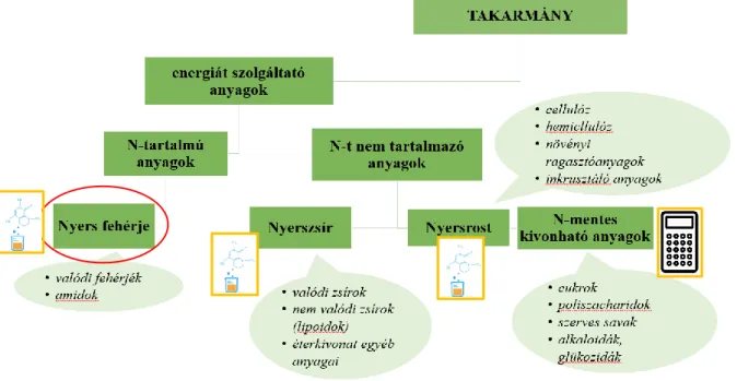 több alapvető élettani funkcióval  (4. ábra) is rendelkeznek.  