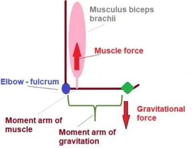 Fig. 2 Static equilibrium generated by a muscle. 