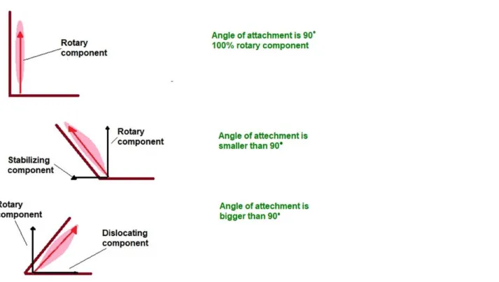 Fig.  3  Relationship  between  the  angle  of  the  biceps  brachii  muscle  and  the  mechanical  effect  of  the  muscle 