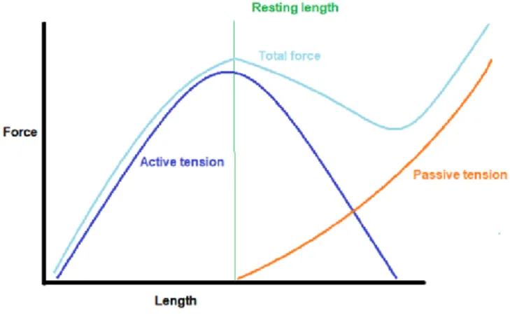 Fig 3. The force-length curve of a muscle 