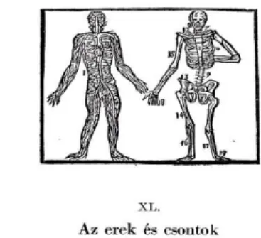 4. ábra: Az erek és a csontok ábrázolása szinoptikus ábrán és szöveggel kiegészítve   (Orbis Sensualium pictus 1658/1959: 121) 