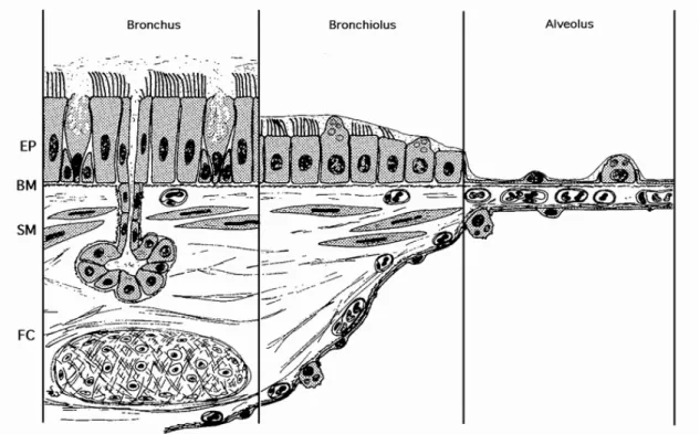 Figure 1. Schematic diagram of the respiratory epithelium.  The bronchial epithelium is  composed of primarily ciliated cells and goblet cells, whereas the bronchiolar epithelium is  composed of ciliated cells and nonciliated bronchiolar epithelial (Clara)